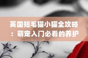 英国短毛猫小猫全攻略：萌宠入门必看的养护指南（2025最新版）