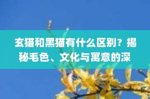 玄猫和黑猫有什么区别？揭秘毛色、文化与寓意的深层差异｜宠物知识科普