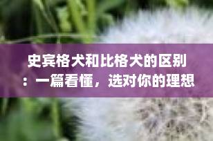 史宾格犬和比格犬的区别：一篇看懂，选对你的理想“狗搭子”！