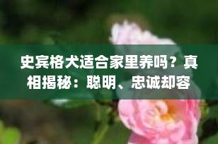 史宾格犬适合家里养吗？真相揭秘：聪明、忠诚却容易被误解的完美家庭伴侣