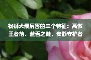 松狮犬最厉害的三个特征：高傲王者范、蓝舌之谜、安静守护者