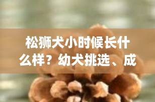 松狮犬小时候长什么样？幼犬挑选、成长特点与饲养全攻略（2025最新版）
