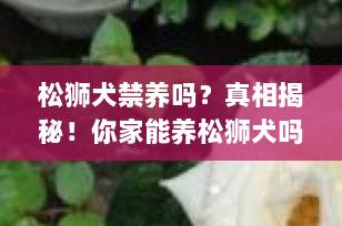 松狮犬禁养吗？真相揭秘！你家能养松狮犬吗？（2025最新解读）