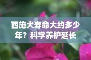 西施犬寿命大约多少年？科学养护延长爱犬寿命的5大秘诀