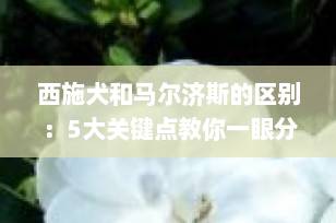 西施犬和马尔济斯的区别：5大关键点教你一眼分辨，避免高价买串串！