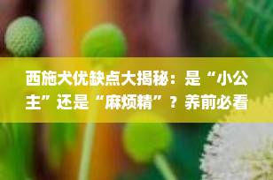 西施犬优缺点大揭秘：是“小公主”还是“麻烦精”？养前必看！