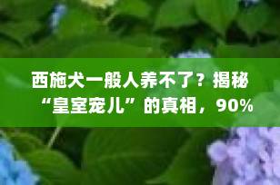 西施犬一般人养不了？揭秘“皇室宠儿”的真相，90%的人都误解了！