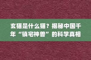 玄猫是什么猫？揭秘中国千年“镇宅神兽”的科学真相与文化密码