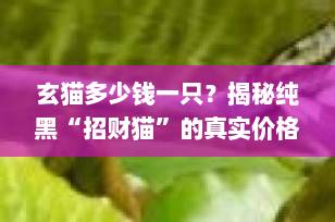 玄猫多少钱一只？揭秘纯黑“招财猫”的真实价格与寓意（2025最新指南）
