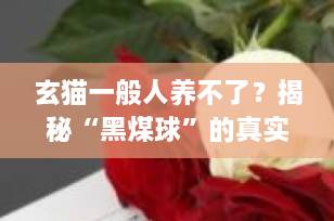玄猫一般人养不了？揭秘“黑煤球”的真实一面，这3类人真的不适合！