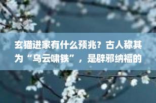 玄猫进家有什么预兆？古人称其为“乌云啸铁”，是辟邪纳福的吉兆！