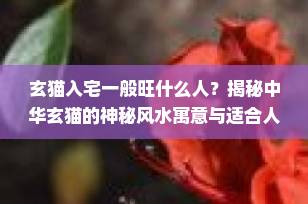 玄猫入宅一般旺什么人？揭秘中华玄猫的神秘风水寓意与适合人群
