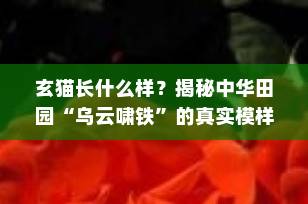 玄猫长什么样？揭秘中华田园“乌云啸铁”的真实模样与独特魅力