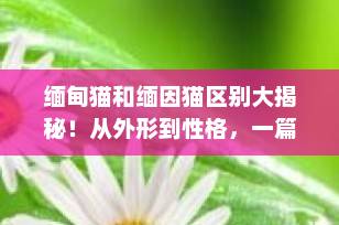 缅甸猫和缅因猫区别大揭秘！从外形到性格，一篇看懂两大热门猫咪品种