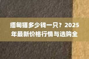 缅甸猫多少钱一只？2025年最新价格行情与选购全攻略（附避坑指南）