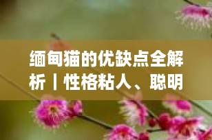 缅甸猫的优缺点全解析｜性格粘人、聪明好养？一文看懂是否适合你家！