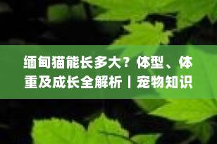缅甸猫能长多大？体型、体重及成长全解析｜宠物知识博主科普