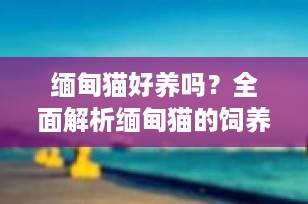 缅甸猫好养吗？全面解析缅甸猫的饲养难点与注意事项（2025最新指南）