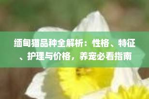 缅甸猫品种全解析：性格、特征、护理与价格，养宠必看指南