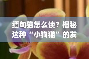 缅甸猫怎么读？揭秘这种“小狗猫”的发音、性格与饲养全攻略