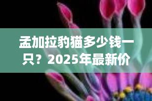 孟加拉豹猫多少钱一只？2025年最新价格行情与避坑指南
