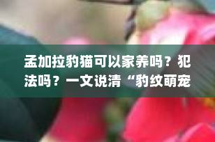 孟加拉豹猫可以家养吗？犯法吗？一文说清“豹纹萌宠”的合法饲养真相