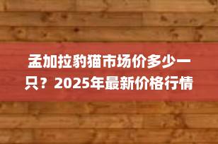 孟加拉豹猫市场价多少一只？2025年最新价格行情全解析