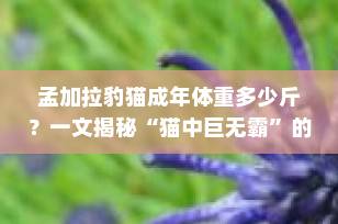 孟加拉豹猫成年体重多少斤？一文揭秘“猫中巨无霸”的标准体型与养护要点