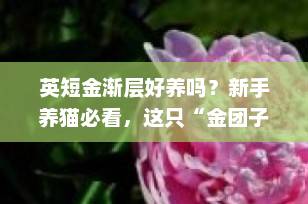 英短金渐层好养吗？新手养猫必看，这只“金团子”真的值得入手！