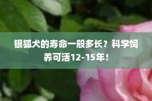 银狐犬的寿命一般多长？科学饲养可活12-15年！