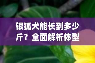 银狐犬能长到多少斤？全面解析体型、体重与健康养护指南