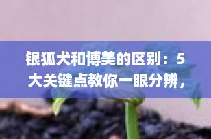银狐犬和博美的区别：5大关键点教你一眼分辨，选对爱犬不踩坑！