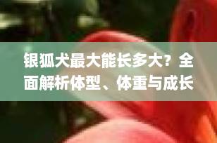 银狐犬最大能长多大？全面解析体型、体重与成长关键因素