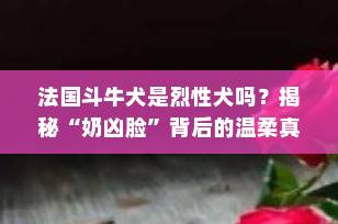 法国斗牛犬是烈性犬吗？揭秘“奶凶脸”背后的温柔真相