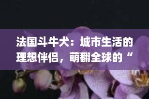 法国斗牛犬：城市生活的理想伴侣，萌翻全球的“奶油小狗”全解析