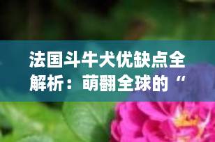 法国斗牛犬优缺点全解析：萌翻全球的“小短腿”，你真的了解它吗？