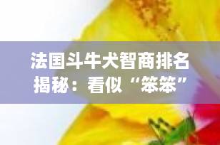 法国斗牛犬智商排名揭秘：看似“笨笨”的它，为何成为无数家庭的挚爱？