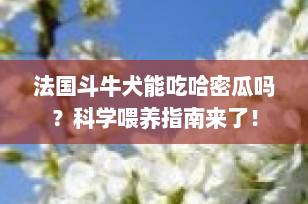 法国斗牛犬能吃哈密瓜吗？科学喂养指南来了！