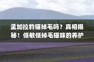 孟加拉豹猫掉毛吗？真相揭秘！低敏低掉毛猫咪的养护全攻略