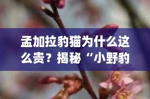 孟加拉豹猫为什么这么贵？揭秘“小野豹”的高价真相｜养前必看指南