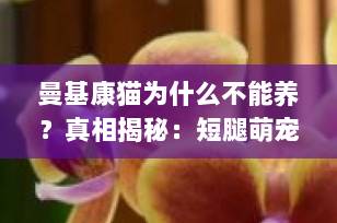 曼基康猫为什么不能养？真相揭秘：短腿萌宠背后的健康隐患，看完再决定！