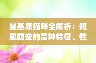 曼基康猫咪全解析：短腿萌宠的品种特征、性格特点与饲养指南（2025最新版）