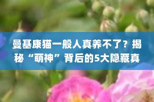 曼基康猫一般人真养不了？揭秘“萌神”背后的5大隐藏真相，养前必看！