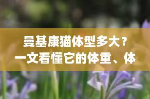 曼基康猫体型多大？一文看懂它的体重、体长与成长规律（附饲养建议）