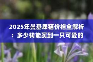 2025年曼基康猫价格全解析：多少钱能买到一只可爱的“柯基猫”？