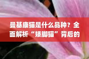 曼基康猫是什么品种？全面解析“矮脚猫”背后的真相与饲养指南