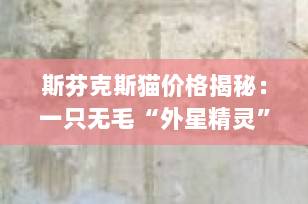 斯芬克斯猫价格揭秘：一只无毛“外星精灵”到底值多少钱？