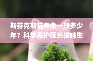 斯芬克斯猫寿命一般多少年？科学养护延长猫咪生命的5大关键