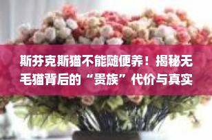 斯芬克斯猫不能随便养！揭秘无毛猫背后的“贵族”代价与真实生活