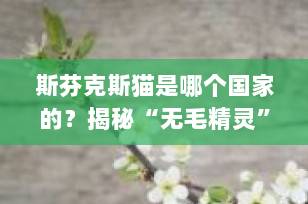 斯芬克斯猫是哪个国家的？揭秘“无毛精灵”的起源与独特魅力